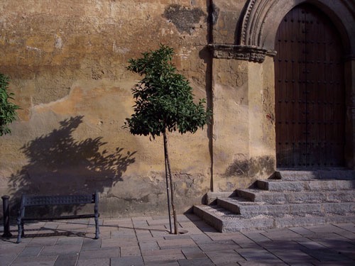 CORDOBA+DE LA LUIS+JEREZ 11