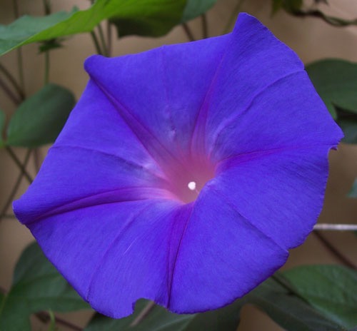 FRANCE+B DAY+FLORA 022