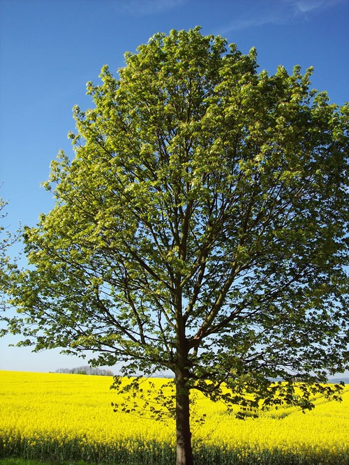 FRANCE+B DAY+FLORA 267