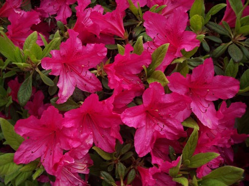 FRANCE+B DAY+FLORA 280