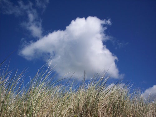 FRANCE+B DAY+FLORA 517