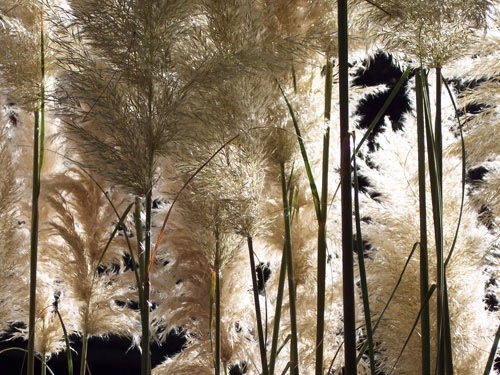 RYE+BEXHILL 2008 062