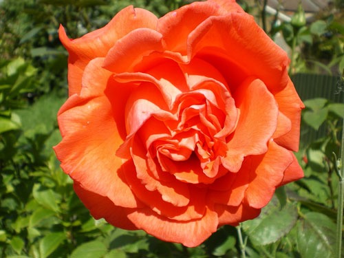 VALENCIA+GARDEN+ABSTRACT 52