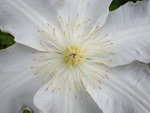 VALENCIA+GARDEN+ABSTRACT 59